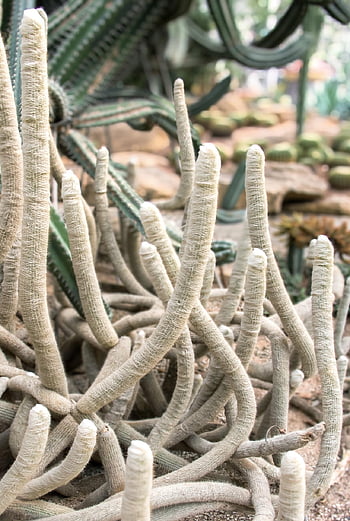 kaktuszok, növények, kert, háttér, növénytan, cactaceae, sivatag, természet, nedvdús