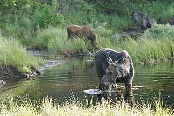 moose, pair, moose And Cow, wet, nature, wildlife, family, animal, outdoor, outdoors, green Cow