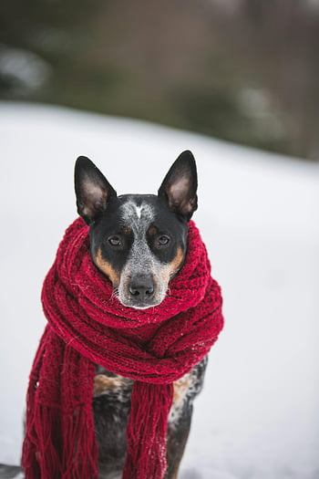 Australian Cattle Dog, red scarf, snowy backdrop, winter coziness, crochet scarf, fringe, selective focus photography, dog in snow, charming dog, winter fashion, pet photography