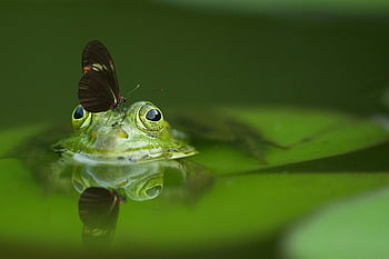 マクロ撮影、 緑のカエル、 バタフライ、 カエルの頭、 青葉、 自然、 野生動物、 閉じる、 両生類、 昆虫、 反射