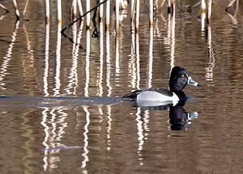 anatra dal collo ad anello, anatra tufted, uccelli acquatici, anatra nera