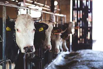 Holstein cows, dairy barn, modern farming, cattle house, white cow, farming practices, dairy farming, barn interior, farm animals, livestock management, cow tags