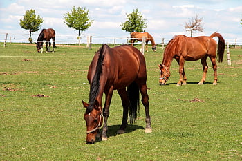 cavallo, mammifero, animale, natura, stallone, cavalli, Marrone, rurale, azienda agricola, pascolo, capo