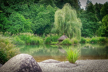 lake, pond, gravel, grass, pasture, tree, weeping Willow, botany, nature, water, waters