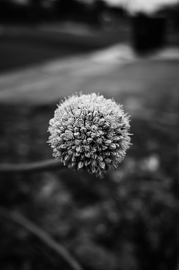 foto skala abu-abu, bunga bulat, hitam dan putih, Bunga Echinops, merapatkan, latar belakang kabur, efek dramatis, fotografi bunga, gambar monokrom, fotografi alam, gambar botani