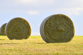 건초, 건초 bales, 빨대, 들, 수확, 농업