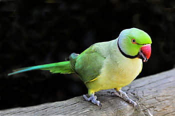 Rose-ringed Parakeet, vibrant green, red beak, wooden branch, parrot, exotic bird, colorful parakeet, nature photography, wildlife, green parrot, pet bird