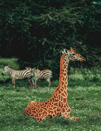 giraffe, mammal, animal, neck, zebra, wildlife, pattern, nature, zoo, africa, foliage