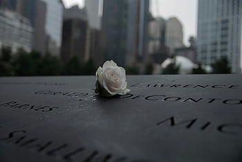 bílá růže, Památník 9/11, New York City, vzpomínka, smutek, vzpomínková pocta, bílá květina, Vzpomínka na 11. září, pamětní místo, panoráma pozadí, ryté jména