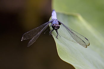 dragon-fly, insect, leaf, lotus, entomology, nature, fauna