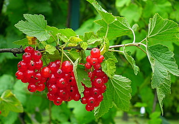 rybíz, ovoce, Červené, jídlo, Lahodné, vitamíny, zdravý, zahrada, zralý, ratolest, keř