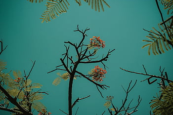 red flowering tree, blossoming branches, bright blue sky, tree silhouette, floral scene, nature photography, outdoor scenery, vibrant colors, natural beauty, springtime blooms, tree flowers
