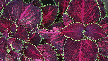 Coleus leaves, red-and-green leaves, colorful leaves, vibrant patterns, close-up plants, red leaves, green leaves, leaf patterns, plant photography, garden plants, decorative leaves