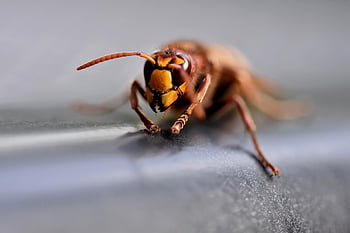 calabrone europeo, calabrone, insetto, macro, vespa, avvicinamento, entomologia