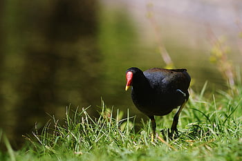 duck, black, bird, animal, nature, wildlife