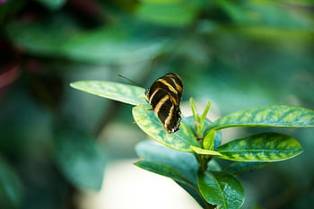 motýl, list rostliny, zebra longwing, detail, živá zahrada, posazený, list, zahradní nastavení, fotografování přírody, volně žijících živočichů, hmyz