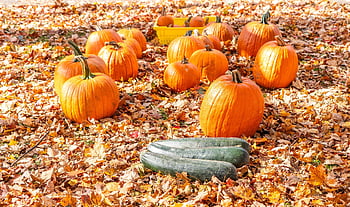 pudota, syksy, kurpitsat, halloween, sato, kiitospäivä