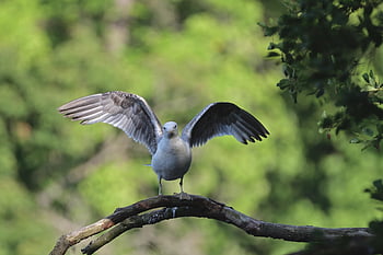 gull, bird, wildlife, park, nature