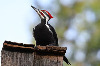 bird, woodpecker, pileated Woodpecker, beak, fence, wood, perched, avian, wildlife, ornithology, bird Watching