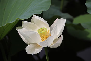 lotus, květ, rosa, okvětní lístky, leknín, květinové pozadí, květinové tapety, kvetoucí, krásné květiny, rostlina, vodní rostliny