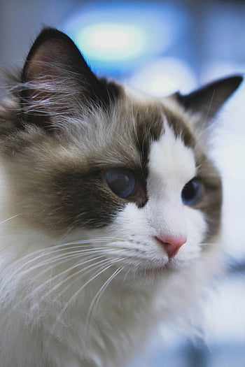 chat ragdoll, yeux bleus, chat moelleux, mise au point sélective, chat blanc et gris, expression douce, portrait détaillé, tête de chat, chat plot-up, photographie d'animaux, photographie animalière
