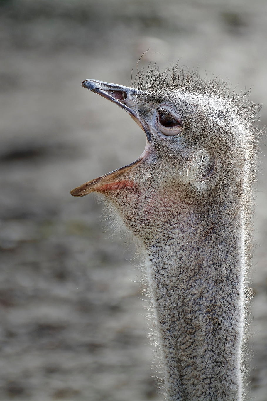 ostrich, bird, zoo, animal, nature, wildlife