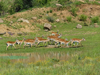 lechwees, antilopi palustri, Africa, Sud Africa, antilopi, mammiferi, natura, safari, natura selvaggia, animali selvaggi, karfu