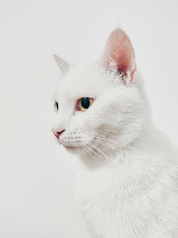 white cat, close-up photo, green eyes, elegant cat, soft background, white fur, cat portrait, pet photography, animal close-up, feline beauty, white animal