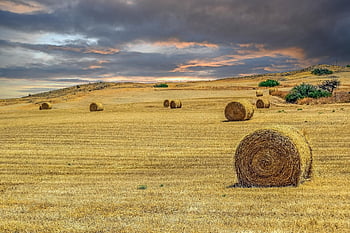 Hayfield, foins, rural, campagne, récolte, agriculture, champ, colline, ciel, la nature, paysage