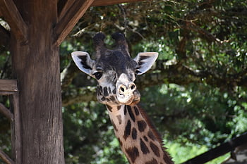 žirafa, hlava, portrét, volně žijících živočichů, býložravec, savec, divoké zvíře, divoký, Příroda, safari, zoo