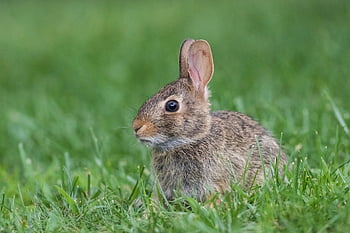 rabbit, bunny, animal, cottontail Rabbit, wildlife, garden, nature, cute, adorable, portrait, spring