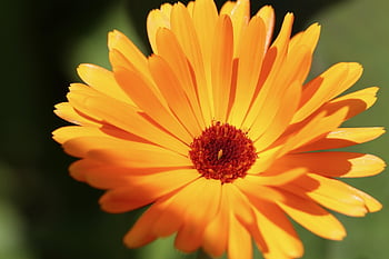 calendula, fiorire, fioritura, arancia, giallo, pianta medicinale, calendola, fiore estivo, petali, naturopatia, calendula da giardino