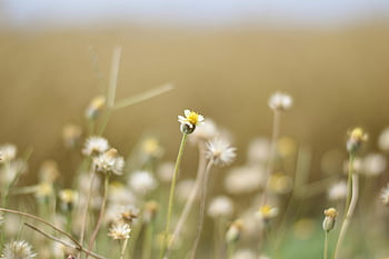 Feld der weißen Blumen, Wildblumenwiese, weiches Tageslicht, verträumte Atmosphäre, ruhige Szene, natürliche Schönheit, Fotografie im Freien, Blumenlandschaft, Gelassene Umgebung, Naturfotografie, Wildblumen