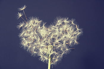 dandelion, heart, wish You, beautiful Flowers, flower Wallpaper, love, romance, romantic, wedding, nature, flower Background