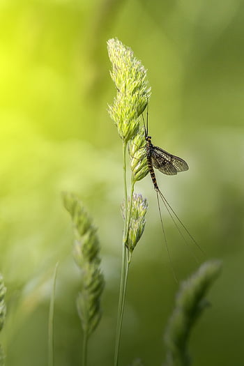 メイフライ、 マクロ、 昆虫、 非衛生的、 花の背景、 自然の美しさ、 刺激、 小さい、 葉、 醜さ、 花粉