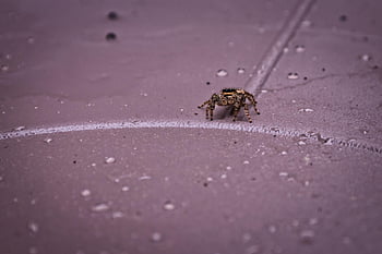 spider, jumping Spider, insect, animal, nature, wildlife