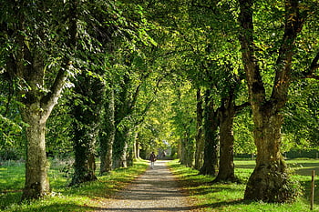 avenue, cesta, stromy, Příroda, Procházka, Na procházku, krajina, lesní cesta, strom lemované avenue, túra, klid