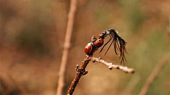 ladybugs, insects, beetles, hibernate, hibernation, branch, detail, nature