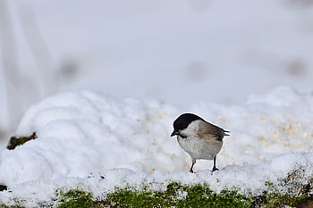 marsh Tit, winter, tit, snow, bird, wildlife, park, ornithology, songbird, plumage, bird Watching