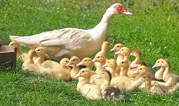 bílá kachna, Kachňata, zelené louky, Dospělá kachna, zářivá zelená, Skupina kachňat, odpočívá, venkovní scénu, Příroda, volně žijících živočichů, rodina