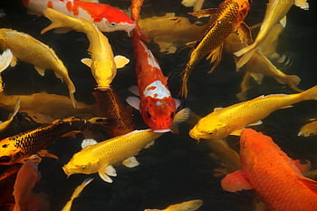 koi Fish, fish, pond, water, koi, cyprinus Carpio, koi Pond, animals, swimming, nature, fishes