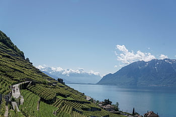 Wein, Weingläser, Vino, Party, glücklich, Weingut, Schweiz, wunderschönen