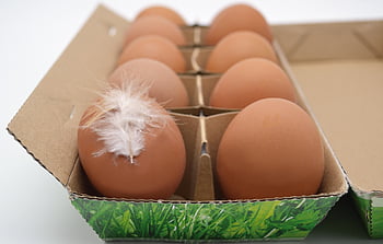 vejce, organická vejce, karton, vaječný karton, vejce box, 10 vajec, kuřecí vejce, jídlo, čerstvý, zdravý, Pírko