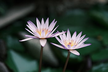 lotus, květ, květinové tapety, rostlina, okvětní lístky, leknín, květinové pozadí, vodní rostliny, flóra, krásné květiny, rybník