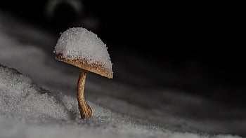 gomba, moha, lemez gomba, gombaféle, gombák, hó, természet, erdő