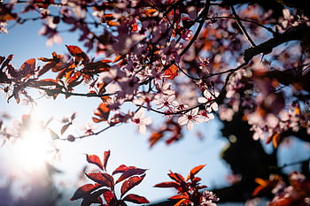kirsebærblomster, rosa blomster, grener, blomst tapet, blomster, tre, blomstre, blomst, sakura, flora, blomst bakgrunn