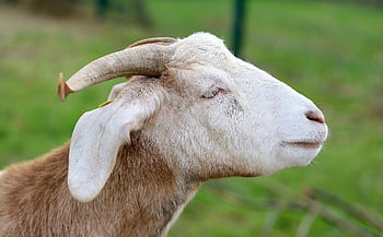 koza, Příroda, rohy, kozí hlavy, hospodářského zvířete, savec, fauna, rohatý, zvíře