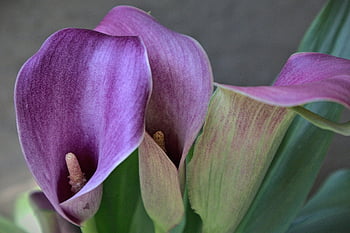 květ, jaro, calla lily, zahrada, rostlina, flóra, botanika, makro, okvětní lístky, lilie