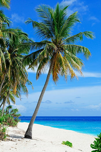 ต้นมะพร้าว, แหล่งน้ำ, ท้องฟ้า, ชายหาดเขตร้อน, ต้นปาล์ม, เกาะ Fuvahmulah, ประเทศมัลดีฟส์, หาดทรายสีขาว, ทะเลสีฟ้า, เขตร้อนที่สวยงาม, ฉากชายหาด