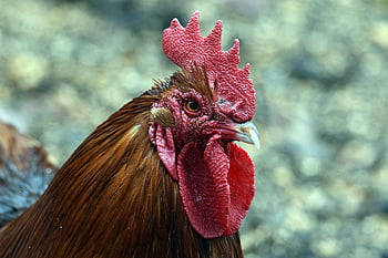 chicken, bird, animal, rooster, poultry, farm, feathers, plumage, wildlife, nature